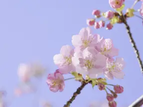 新生活シーズンは査定額UP傾向！